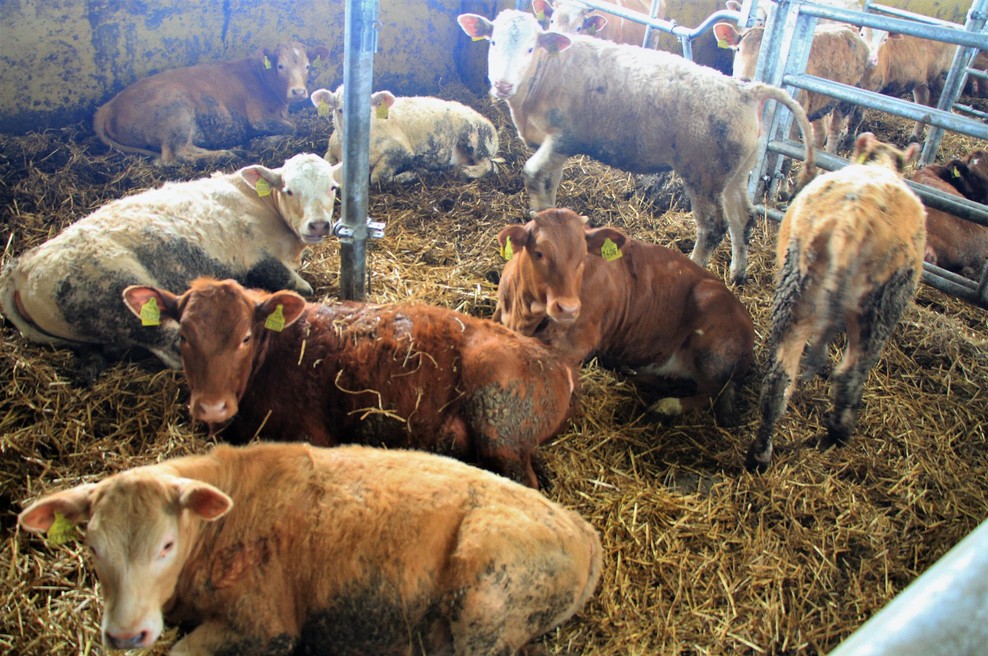Srhljiva grozljivka v hlevu: v gnoju našli razpadla trupla živali, še inšpektorjem je šlo na bruhanje! (foto: Bobo)