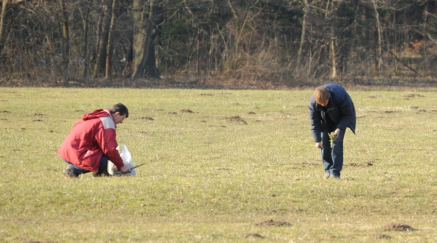 Rastlina, ki raste pred vašim pragom, bi morala biti januarja obvezno na vsakem krožniku (foto: Žiga Živulović j.r./Bobo)