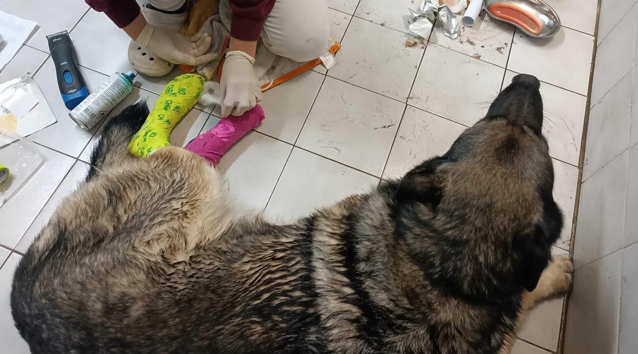 Znana slovenska glasbenica šokirala z objavo: to je nekdo storil njeni psički (foto: Facebook/Alenka Gotar)