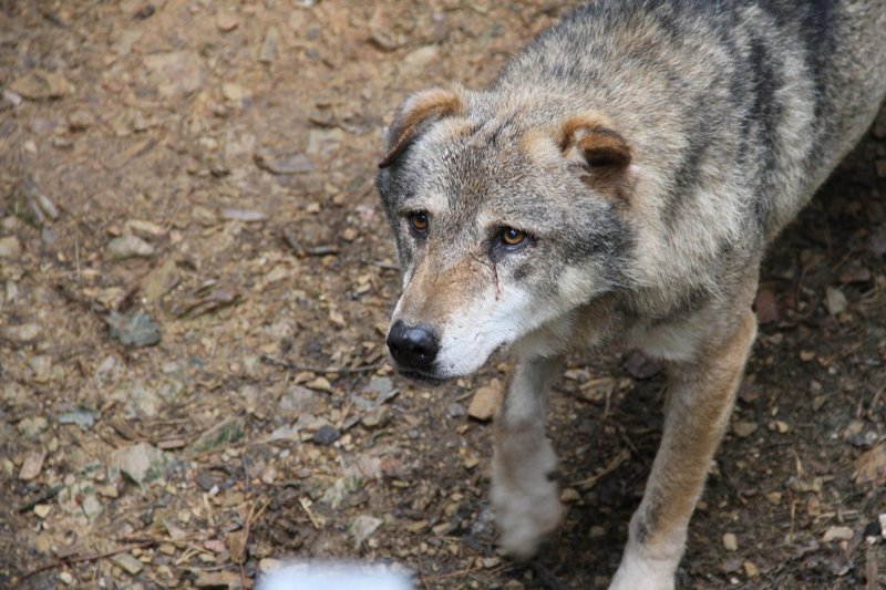 So volkovi res tako zlobni, kakor mislimo ljudje?
