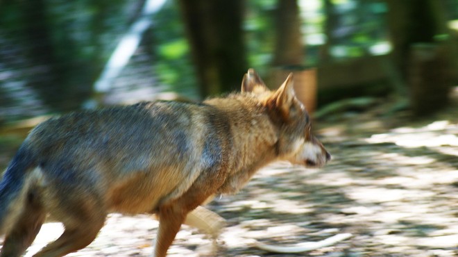 So bili volkovi zares izpuščeni v naravo? (Odzvali so se strokovnjaki) (foto: Profimedia)
