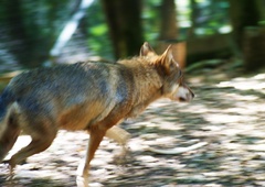 So bili volkovi zares izpuščeni v naravo? (Odzvali so se strokovnjaki)