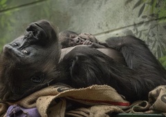 Ganljiv prizor iz živalskega vrta: skotila se je ogrožena žival (zaposleni so presrečni)