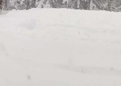 Je to najlepša fotografija zasneženega petka? Slovenka v metežu odšla na sprehod v gozd, ko je do nje prišla ... (FOTO)