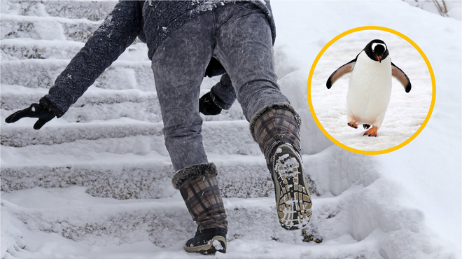 Izdali so priporočilo – kako se izogniti padcu v snegu in ledu: "Hodite kot pingvin" (foto: Profimedia/fotomontaža)