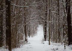 Slovenec v gozdu ujel prizor, ki ga ne bo nikoli pozabil