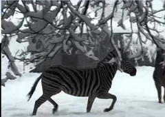 Sneg povzročil precej preglavic v ZOO Ljubljana, a prinesel tudi čudovite živalske prizore