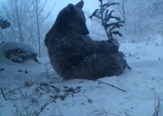 Ali medvedi res pozimi spijo? Tale iz Kočevja je še kako živ in prav uživa v snegu