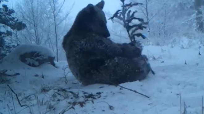 Ali medvedi res pozimi spijo? Tale iz Kočevja je še kako živ in prav uživa v snegu (foto: Life Lynx/posnetek zaslona/Facebook)