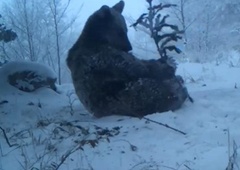 Ali medvedi res pozimi spijo? Tale iz Kočevja je še kako živ in prav uživa v snegu