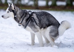 Lastnikom psov, ki za svojimi ljubljenčki ne počistijo iztrebkov, se slabo piše (vzpostavljena bo evidenca DNK)