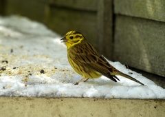 Poznate ptice, ki se v teh dneh ustavljajo pri vaši krmilnici? To vam bo v pomoč