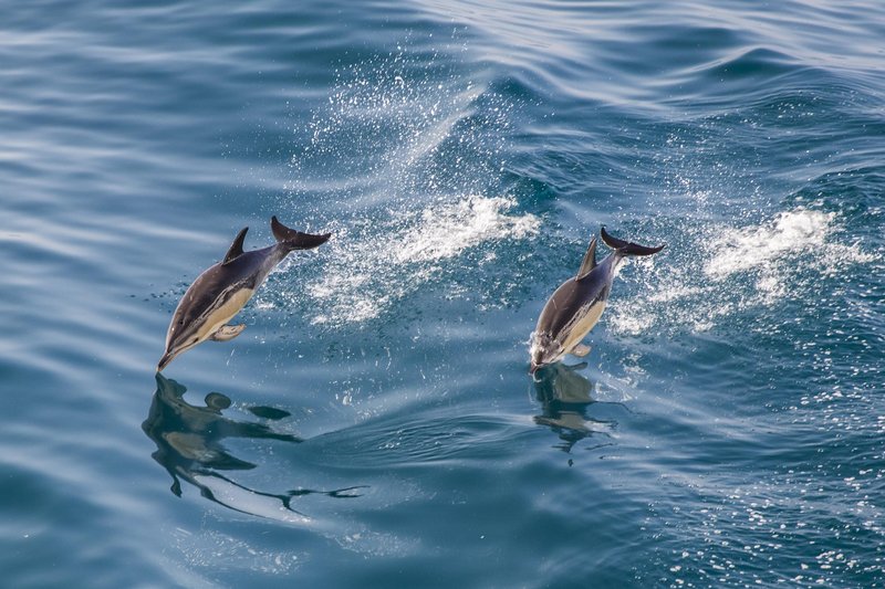 Kakšen vpliv bo imela enomesečna prepoved ribolova na delfine?