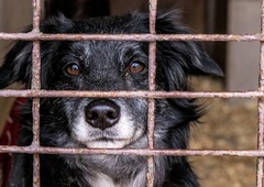 Začasne posvojitve prerasle v stalne: svoj dom našlo več kot 30 psov