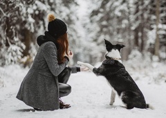 Sol na cesti škoduje pasjim tačkam: kako jih zaščititi in kako prepoznati poškodbe?