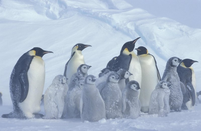 Satelit razkril štiri nove kolonije ogroženih cesarskih pingvinov.