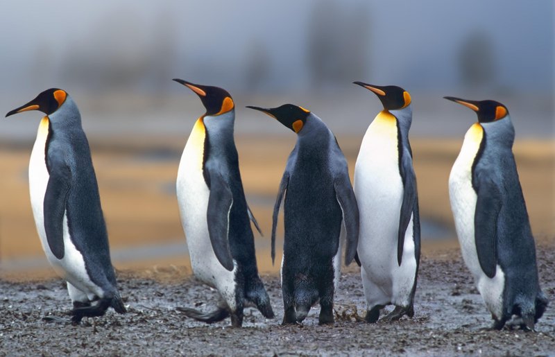 Tudi kraljevemu pingvinu ne napovedujejo lepe prihodnosti.
