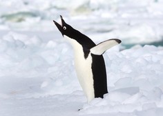 Satelit razkril čudovito novico, ki prihaja iz Antarktike