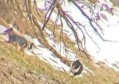 Saga s potepuškimi psi se nadaljuje, tokrat je žrtev kar 22 damjakov! (pozor, grozljive fotografije)