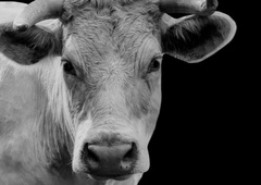 Lastnica koroške kmetije za mučenje živali dobila zaporno kazen (odslužila jo bo z delom v splošno korist)