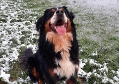 Kje je Lars? Iskalna akcija se nadaljuje, ogromno je neodgovorjenih vprašanj … Ste ga opazili?