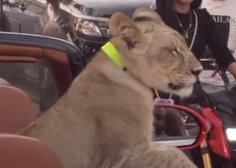 Ne, to ni prizor iz filma: lev uživa na zadnjih sedežih kabrioleta