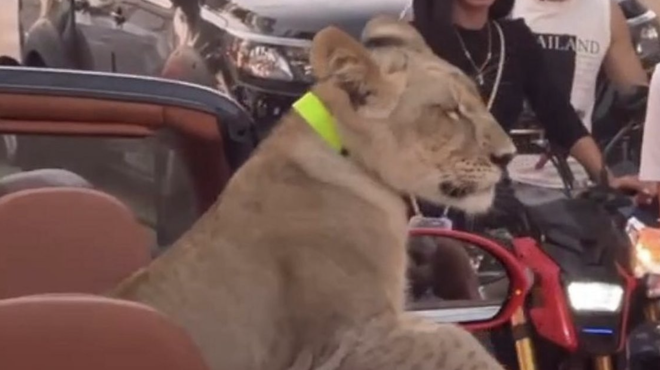 Ne, to ni prizor iz filma: lev uživa na zadnjih sedežih kabrioleta (foto: BBC/posnetek zaslona)