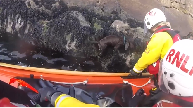 Čudovita zgodba o reševanju prezeblega psička: kosmatinec padel v vodo, nato pa ... (VIDEO) (foto: Posnetek zaslona/Facebook profil Dun Laoghaire RNLI)