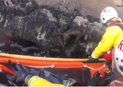 Čudovita zgodba o reševanju prezeblega psička: kosmatinec padel v vodo, nato pa ... (VIDEO)