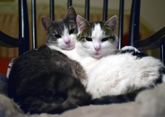 Muc Svit pomagal rešiti življenje oslabelemu mačjemu prijatelju z ulice