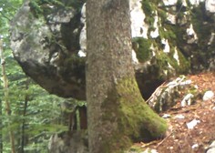 'Skrita' kamera razkrila čudovit prizor iz slovenskega gozda