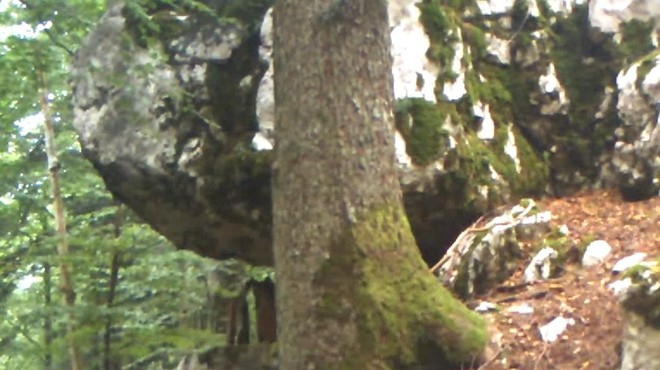 'Skrita' kamera razkrila čudovit prizor iz slovenskega gozda (foto: Life Lynx, posnetek zaslona/Facebook)