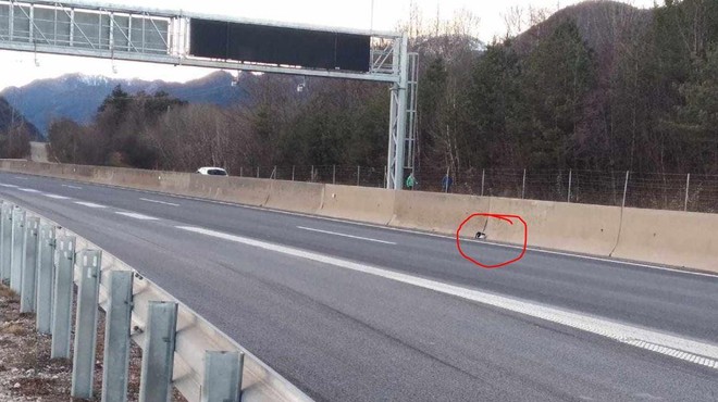 Ste slišali za čudež na gorenjski avtocesti? Mali mucek proti drvečim avtomobilom … (foto: Zavetišče Horjul/Facebook)