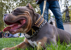 Ženska v gozdu naletela na grozljiv prizor: moški je umiral, pes ga je varoval, resnica pa je šokirala vse