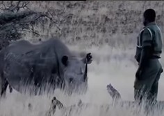 Čustveno srečanje: moški se spet sreča z nosorogom, ki ga je vzgajal kot mladička (VIDEO)