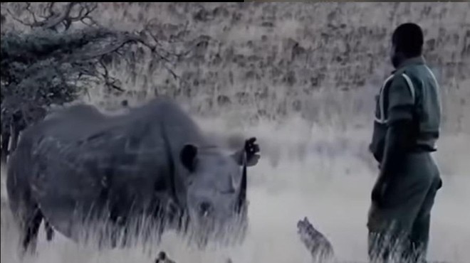 Čustveno srečanje: moški se spet sreča z nosorogom, ki ga je vzgajal kot mladička (VIDEO) (foto: Youtube/posnetek zaslona)