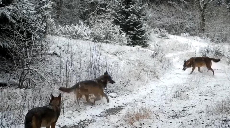 Plitviška jezera, kot jih ne poznate: skrita kamera razkrila neverjeten prizor (foto: Plitviceblog/Facebook)