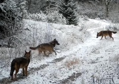 Plitviška jezera, kot jih ne poznate: skrita kamera razkrila neverjeten prizor