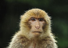 Na Škotskem iz živalskega vrta pobegnila opica (iskali jo bodo na nenavaden način)