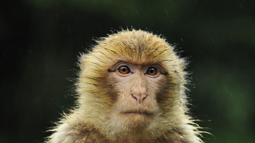 Na Škotskem iz živalskega vrta pobegnila opica (iskali jo bodo na nenavaden način)