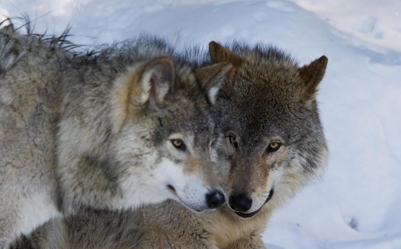 Volkovi so pravi mojstri v izkazovanju ljubezni.