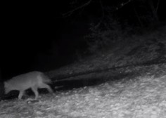 Vas zanima, kaj se v zimskih nočeh dogaja v kočevskem gozdu? Poglejte si ta posnetek!