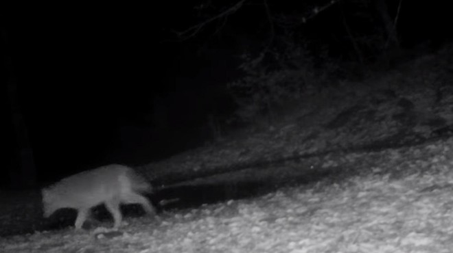 Vas zanima, kaj se v zimskih nočeh dogaja v kočevskem gozdu? Poglejte si ta posnetek! (foto: Kočevsko/Facebook/posnetek zaslona)