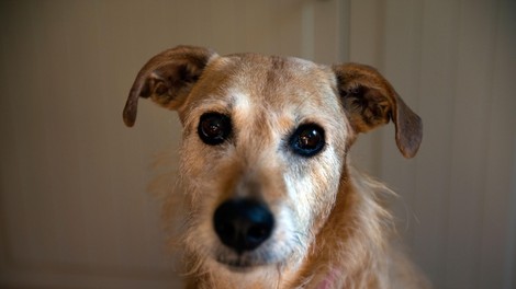 živali pes pasma lurcher izkoriščanje hrt