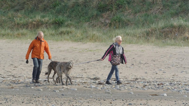 Lurcherji so čudoviti družinski sopotniki.