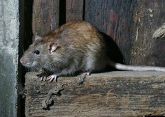 Opazen porast mišje mrzlice pri nas (ob poznem ukrepanju lahko postane zelo resna bolezen)