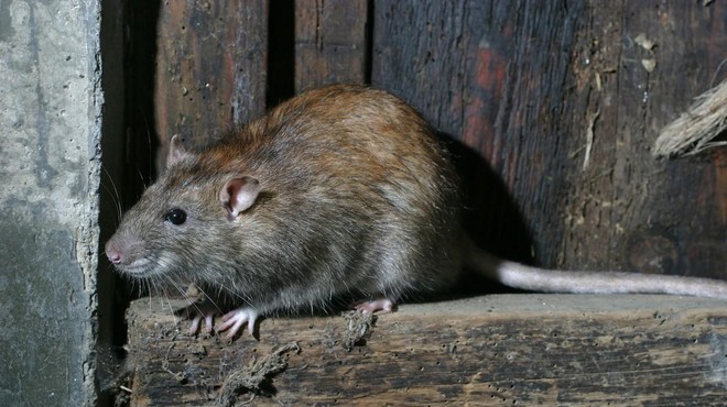 Opazen porast mišje mrzlice pri nas (ob poznem ukrepanju lahko postane zelo resna bolezen) (foto: Profimedia)