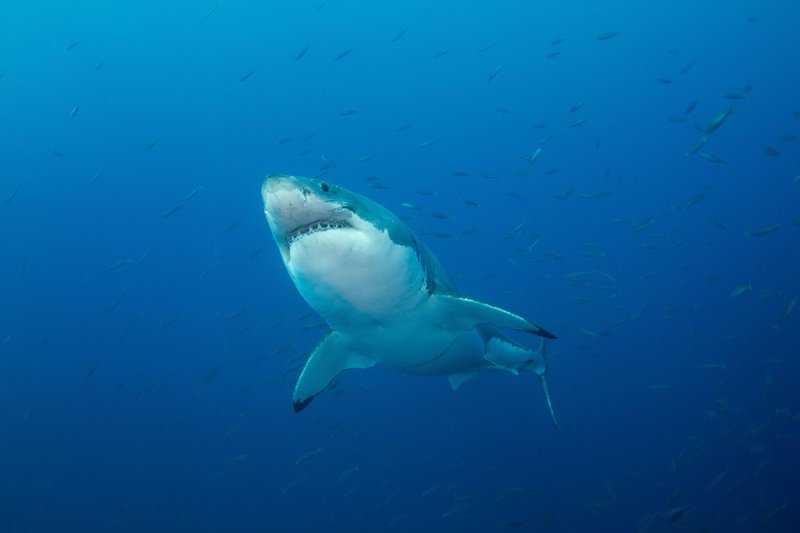 Beli morski pes spada med zelo ogrožene vrste.