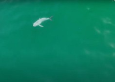 Odkrit 'sveti gral': prvič posneli pravkar rojenega mladička belega morskega psa (poglejte posnetek)