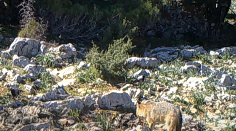 Na Kornatih domačini v smrtnem strahu pred šakali, ki so se množično razpasli – kako bo s turizmom? (foto: Youtube/posnetek zaslona/morski.hr)